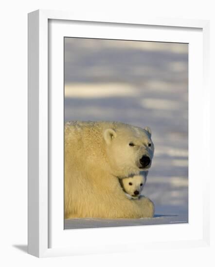 Polar Bear with Cubs, (Ursus Maritimus), Churchill, Manitoba, Canada-Thorsten Milse-Framed Photographic Print