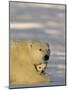 Polar Bear with Cubs, (Ursus Maritimus), Churchill, Manitoba, Canada-Thorsten Milse-Mounted Photographic Print