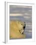 Polar Bear with Cubs, (Ursus Maritimus), Churchill, Manitoba, Canada-Thorsten Milse-Framed Photographic Print