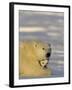 Polar Bear with Cubs, (Ursus Maritimus), Churchill, Manitoba, Canada-Thorsten Milse-Framed Photographic Print