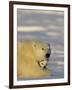 Polar Bear with Cubs, (Ursus Maritimus), Churchill, Manitoba, Canada-Thorsten Milse-Framed Photographic Print