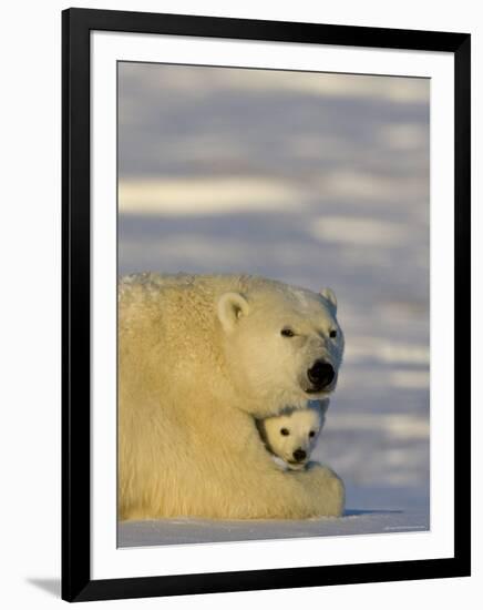 Polar Bear with Cubs, (Ursus Maritimus), Churchill, Manitoba, Canada-Thorsten Milse-Framed Photographic Print