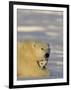 Polar Bear with Cubs, (Ursus Maritimus), Churchill, Manitoba, Canada-Thorsten Milse-Framed Photographic Print