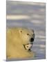 Polar Bear with Cubs, (Ursus Maritimus), Churchill, Manitoba, Canada-Thorsten Milse-Mounted Photographic Print