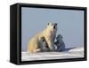 Polar Bear with Cubs, (Ursus Maritimus), Churchill, Manitoba, Canada-Thorsten Milse-Framed Stretched Canvas