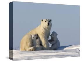 Polar Bear with Cubs, (Ursus Maritimus), Churchill, Manitoba, Canada-Thorsten Milse-Stretched Canvas