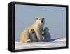 Polar Bear with Cubs, (Ursus Maritimus), Churchill, Manitoba, Canada-Thorsten Milse-Framed Stretched Canvas