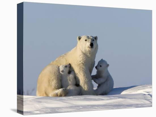 Polar Bear with Cubs, (Ursus Maritimus), Churchill, Manitoba, Canada-Thorsten Milse-Stretched Canvas