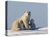 Polar Bear with Cubs, (Ursus Maritimus), Churchill, Manitoba, Canada-Thorsten Milse-Stretched Canvas