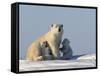 Polar Bear with Cubs, (Ursus Maritimus), Churchill, Manitoba, Canada-Thorsten Milse-Framed Stretched Canvas