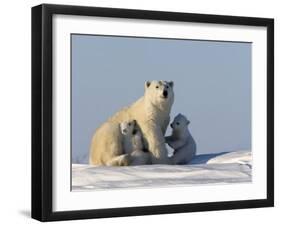 Polar Bear with Cubs, (Ursus Maritimus), Churchill, Manitoba, Canada-Thorsten Milse-Framed Photographic Print