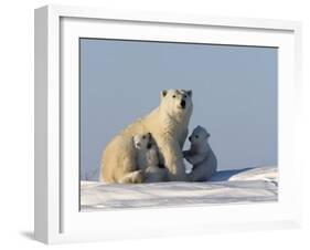 Polar Bear with Cubs, (Ursus Maritimus), Churchill, Manitoba, Canada-Thorsten Milse-Framed Photographic Print