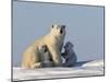 Polar Bear with Cubs, (Ursus Maritimus), Churchill, Manitoba, Canada-Thorsten Milse-Mounted Photographic Print
