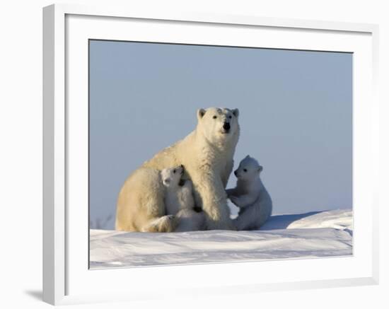 Polar Bear with Cubs, (Ursus Maritimus), Churchill, Manitoba, Canada-Thorsten Milse-Framed Photographic Print