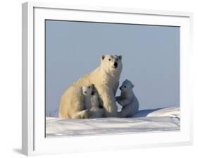 Polar Bear with Cubs, (Ursus Maritimus), Churchill, Manitoba, Canada-Thorsten Milse-Framed Photographic Print