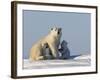 Polar Bear with Cubs, (Ursus Maritimus), Churchill, Manitoba, Canada-Thorsten Milse-Framed Photographic Print