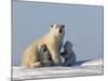 Polar Bear with Cubs, (Ursus Maritimus), Churchill, Manitoba, Canada-Thorsten Milse-Mounted Photographic Print