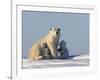 Polar Bear with Cubs, (Ursus Maritimus), Churchill, Manitoba, Canada-Thorsten Milse-Framed Photographic Print