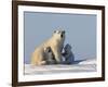 Polar Bear with Cubs, (Ursus Maritimus), Churchill, Manitoba, Canada-Thorsten Milse-Framed Photographic Print