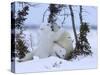 Polar Bear with Cubs, (Ursus Maritimus), Churchill, Manitoba, Canada-Thorsten Milse-Stretched Canvas