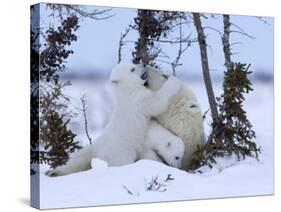 Polar Bear with Cubs, (Ursus Maritimus), Churchill, Manitoba, Canada-Thorsten Milse-Stretched Canvas