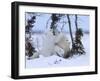 Polar Bear with Cubs, (Ursus Maritimus), Churchill, Manitoba, Canada-Thorsten Milse-Framed Photographic Print