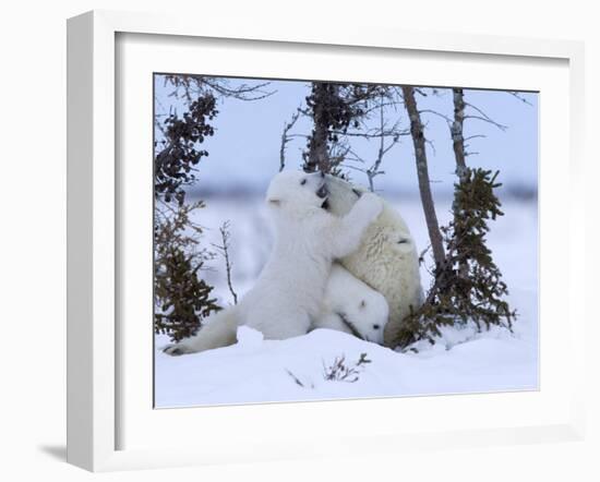 Polar Bear with Cubs, (Ursus Maritimus), Churchill, Manitoba, Canada-Thorsten Milse-Framed Photographic Print