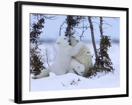 Polar Bear with Cubs, (Ursus Maritimus), Churchill, Manitoba, Canada-Thorsten Milse-Framed Photographic Print