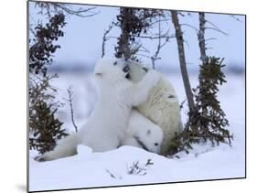 Polar Bear with Cubs, (Ursus Maritimus), Churchill, Manitoba, Canada-Thorsten Milse-Mounted Photographic Print