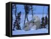 Polar Bear with Cubs, (Ursus Maritimus), Churchill, Manitoba, Canada-Thorsten Milse-Framed Stretched Canvas