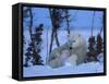 Polar Bear with Cubs, (Ursus Maritimus), Churchill, Manitoba, Canada-Thorsten Milse-Framed Stretched Canvas