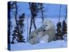 Polar Bear with Cubs, (Ursus Maritimus), Churchill, Manitoba, Canada-Thorsten Milse-Stretched Canvas