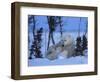 Polar Bear with Cubs, (Ursus Maritimus), Churchill, Manitoba, Canada-Thorsten Milse-Framed Photographic Print