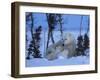 Polar Bear with Cubs, (Ursus Maritimus), Churchill, Manitoba, Canada-Thorsten Milse-Framed Photographic Print