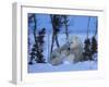 Polar Bear with Cubs, (Ursus Maritimus), Churchill, Manitoba, Canada-Thorsten Milse-Framed Photographic Print