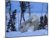 Polar Bear with Cubs, (Ursus Maritimus), Churchill, Manitoba, Canada-Thorsten Milse-Mounted Photographic Print