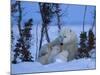 Polar Bear with Cubs, (Ursus Maritimus), Churchill, Manitoba, Canada-Thorsten Milse-Mounted Photographic Print