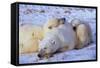 Polar Bear with Cubs-W. Perry Conway-Framed Stretched Canvas