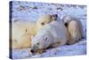 Polar Bear with Cubs-W. Perry Conway-Stretched Canvas