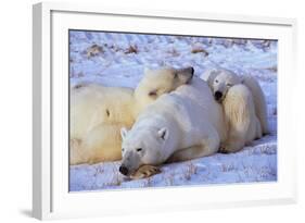 Polar Bear with Cubs-W. Perry Conway-Framed Photographic Print