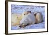 Polar Bear with Cubs-W. Perry Conway-Framed Photographic Print