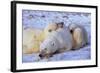 Polar Bear with Cubs-W. Perry Conway-Framed Photographic Print