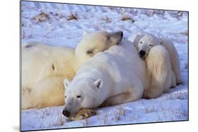 Polar Bear with Cubs-W. Perry Conway-Mounted Photographic Print