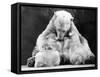 Polar Bear with Her Babies-null-Framed Stretched Canvas