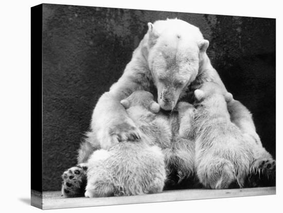 Polar Bear with Her Babies-null-Stretched Canvas