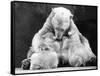 Polar Bear with Her Babies-null-Framed Stretched Canvas