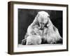 Polar Bear with Her Babies-null-Framed Photographic Print