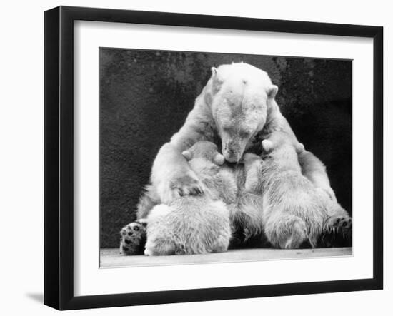 Polar Bear with Her Babies-null-Framed Photographic Print