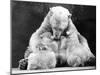 Polar Bear with Her Babies-null-Mounted Photographic Print