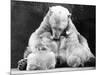Polar Bear with Her Babies-null-Mounted Photographic Print